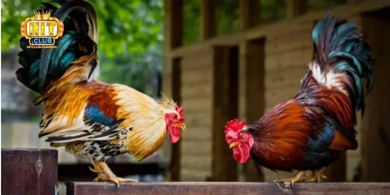 Các hình thức cược đang có tại đá gà Hitclub