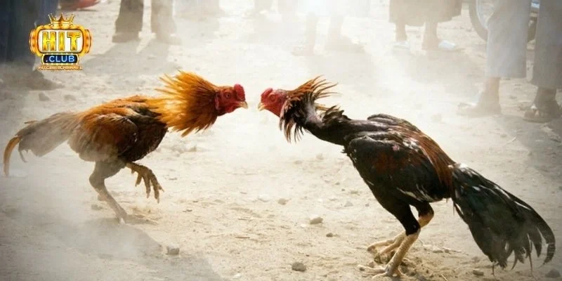 Đá gà thomo là gì?