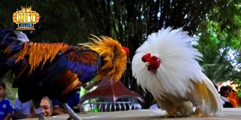 Đá gà trực tiếp cựa dao: Giới thiệu