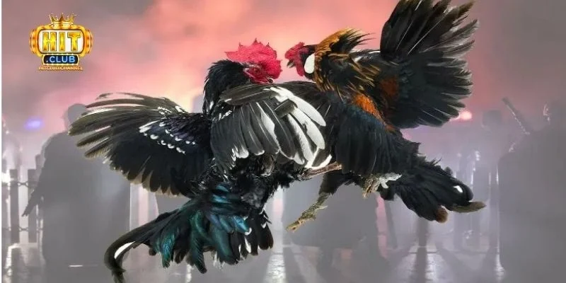 Các hình thức cược phổ biến trong đá gà trực tiếp cựa sắt